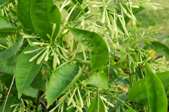 夜来香花的功效 夜来香花的功效