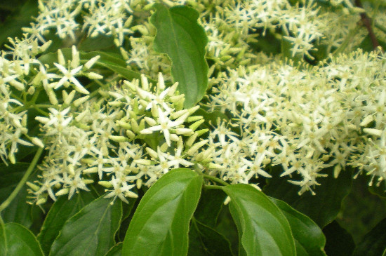 夜来香花的功效 夜来香花的功效