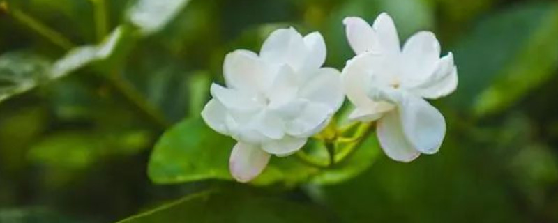 茉莉花夏季的养殖方法和注意事项 茉莉花夏季的养殖方法和注意事项