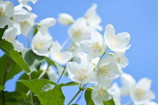 茉莉花夏季的养殖方法和注意事项 茉莉花夏季的养殖方法和注意事项