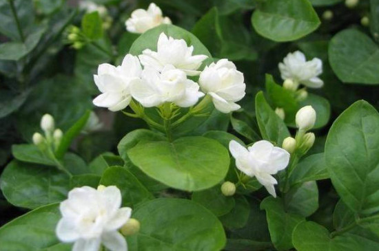 茉莉花夏季的养殖方法和注意事项 茉莉花夏季的养殖方法和注意事项