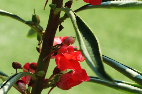 凤仙花的茎属于什么 凤仙花的茎属于什么