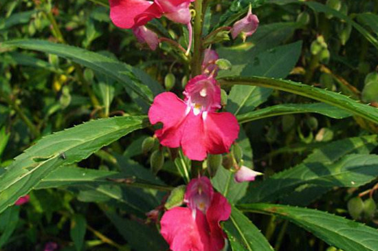 凤仙花的茎属于什么 凤仙花的茎属于什么