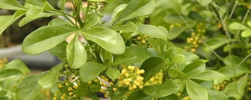 米兰花叶子上有斑点 米兰花叶子上有斑点