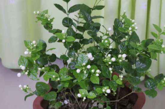 茉莉花掉花苞是怎么回事 茉莉花掉花苞是怎么回事
