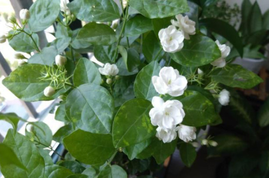 茉莉花掉花苞是怎么回事 茉莉花掉花苞是怎么回事