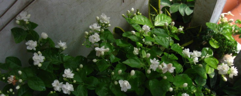 茉莉花掉花苞是怎么回事 茉莉花掉花苞是怎么回事