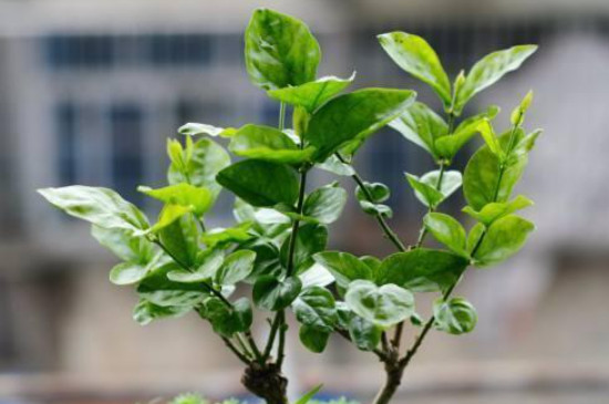茉莉花掉花苞是怎么回事 茉莉花掉花苞是怎么回事