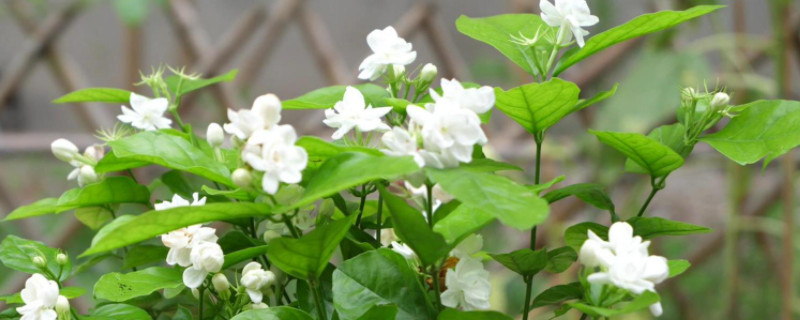 茉莉的养殖方法及修剪 茉莉的养殖方法及修剪
