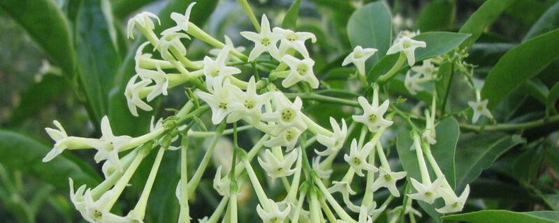 夜来香花语 夜来香花语