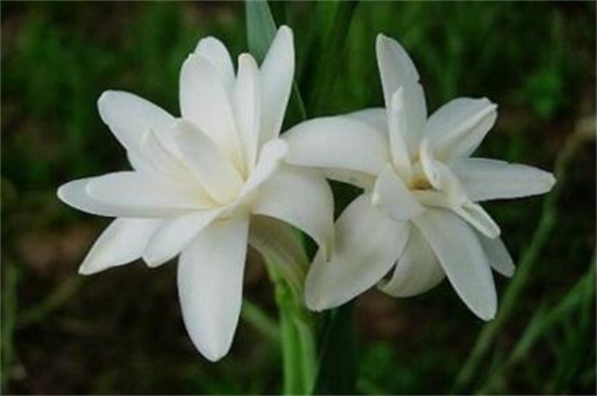 夜来香花语 夜来香花语
