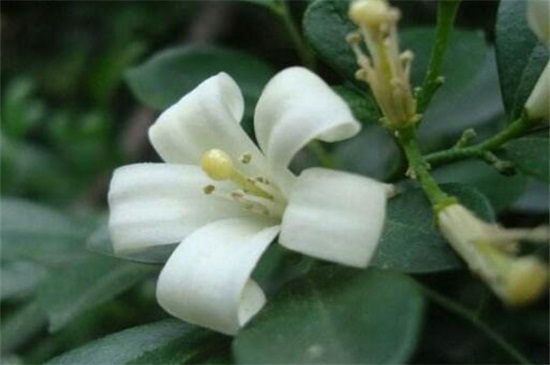 夜来香花语 夜来香花语