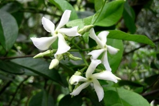 风车茉莉的养殖方法和注意事项有哪些 风车茉莉的养殖方法和注意事项有哪些
