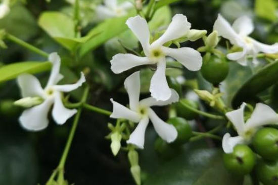 风车茉莉的养殖方法和注意事项有哪些 风车茉莉的养殖方法和注意事项有哪些