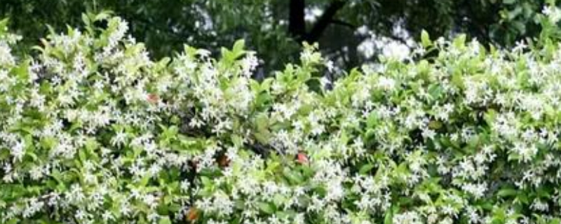 风车茉莉的养殖方法和注意事项有哪些 风车茉莉的养殖方法和注意事项有哪些
