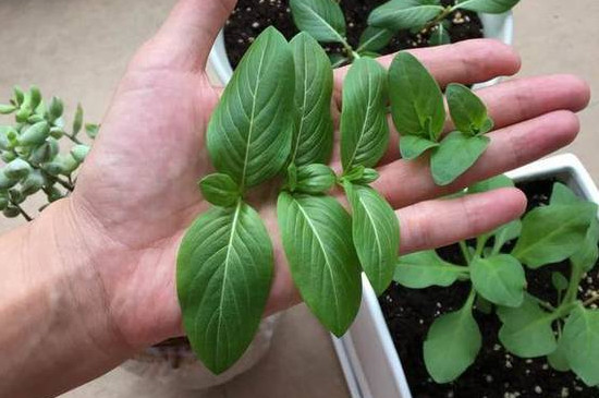 牵牛花怎么摘心图解 牵牛花怎么摘心图解