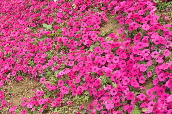 牵牛花怎么摘心图解 牵牛花怎么摘心图解