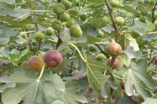 无花果如何摘心打顶 无花果如何摘心打顶