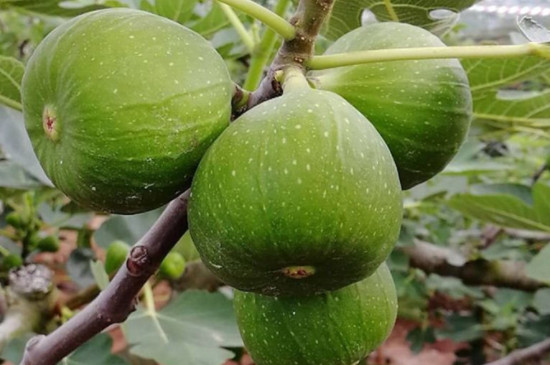 无花果如何摘心打顶 无花果如何摘心打顶
