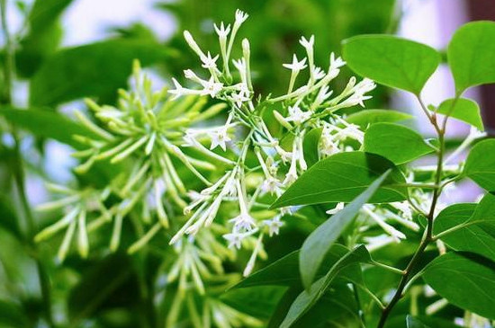 夜兰香花的功效与作用 夜兰香花的功效与作用