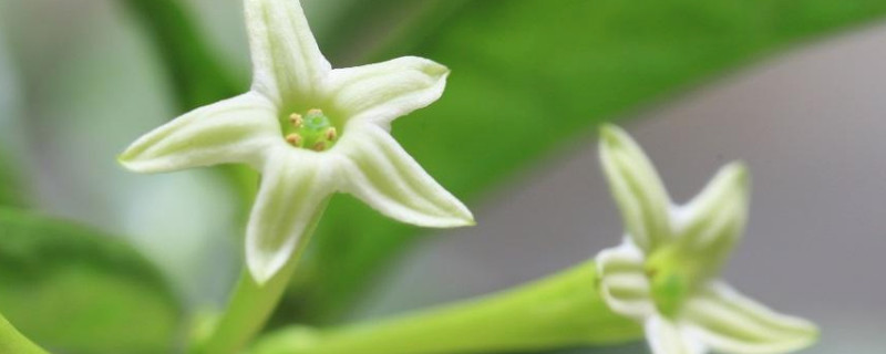 夜兰香花的功效与作用 夜兰香花的功效与作用