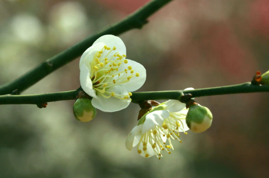 绿梅花的花语和寓意 绿梅花的花语和寓意