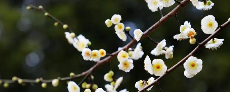 绿梅花的花语和寓意 绿梅花的花语和寓意