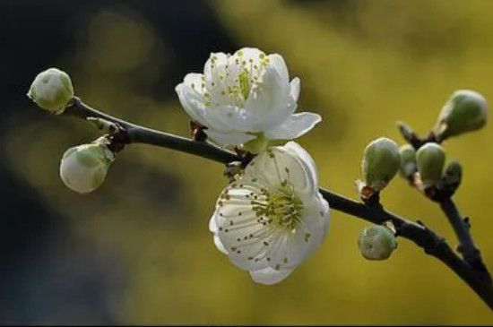 绿梅花的花语和寓意 绿梅花的花语和寓意