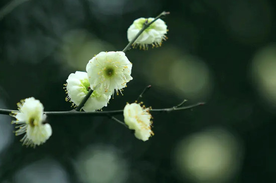 绿梅花的花语和寓意 绿梅花的花语和寓意