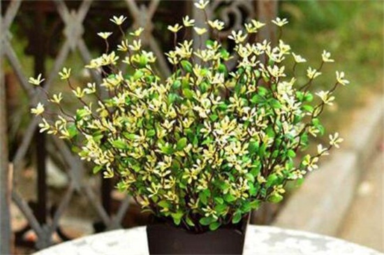 米兰花有哪些虫害,地老虎需剪根换土灌浇药剂 米兰花有哪些虫害,地老虎需剪根换土灌浇药剂