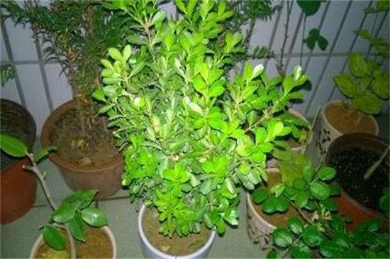 米兰花有哪些虫害,地老虎需剪根换土灌浇药剂 米兰花有哪些虫害,地老虎需剪根换土灌浇药剂