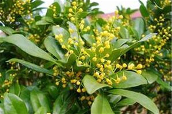 米兰花有哪些虫害,地老虎需剪根换土灌浇药剂 米兰花有哪些虫害,地老虎需剪根换土灌浇药剂