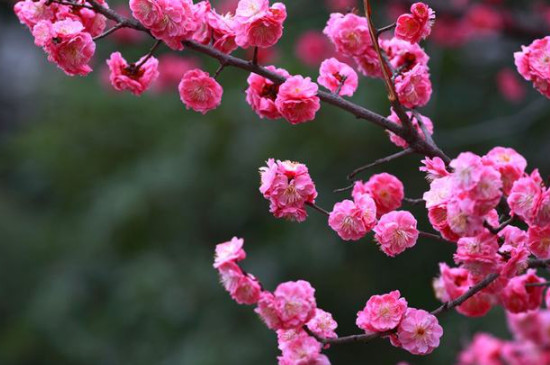 梅花特点与象征意义 梅花特点与象征意义