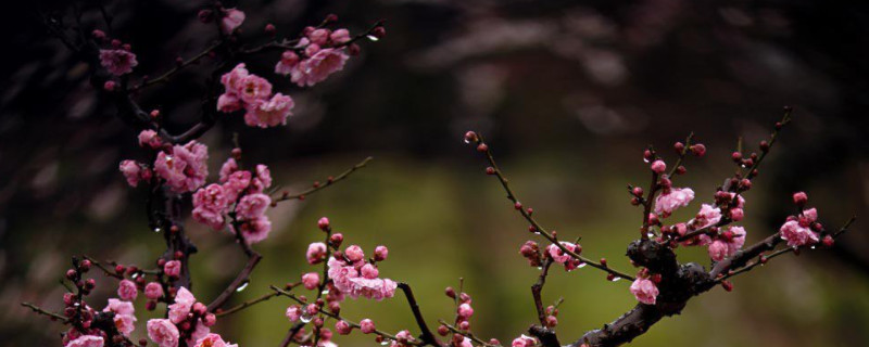 梅花特点与象征意义 梅花特点与象征意义