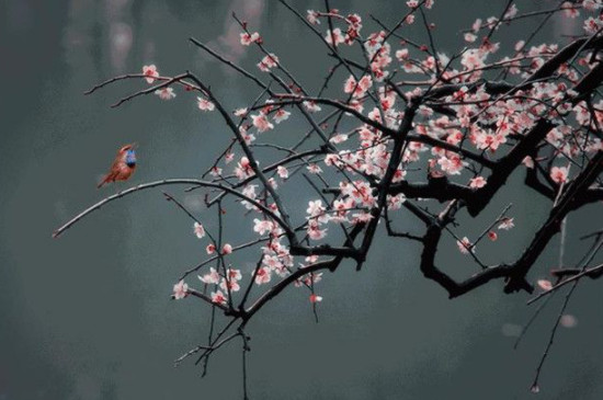 梅花特点与象征意义 梅花特点与象征意义