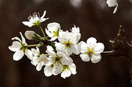 梅花特点与象征意义 梅花特点与象征意义