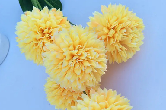 黄色绣球花的花语 黄色绣球花的花语