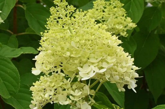 黄色绣球花的花语 黄色绣球花的花语