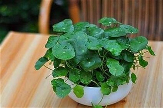 天竺葵打顶摘心方法,4个步骤修剪打理植株 天竺葵打顶摘心方法,4个步骤修剪打理植株
