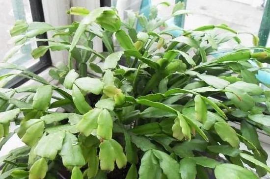 蟹爪兰怎样栽培 蟹爪兰怎样栽培