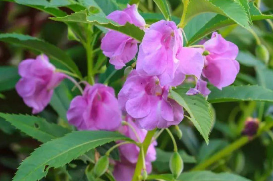 凤仙花怎么种植方法 凤仙花怎么种植方法