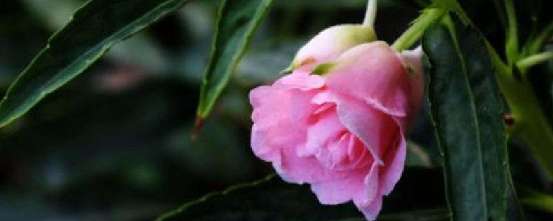 凤仙花怎么种植方法 凤仙花怎么种植方法