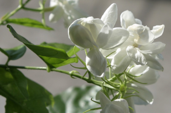 苿利花怎么养 苿利花怎么养