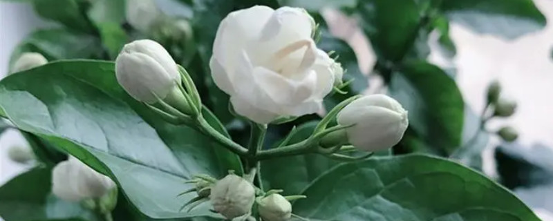 苿利花怎么养 苿利花怎么养