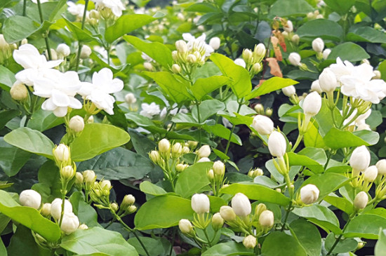 苿利花怎么养 苿利花怎么养