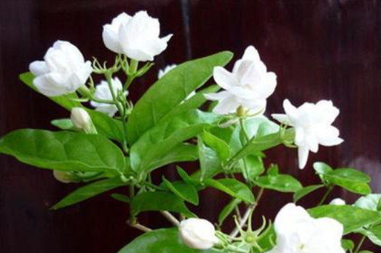 苿利花怎么养 苿利花怎么养