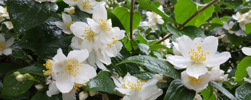 茉莉花浇水的正确方法 茉莉花浇水的正确方法