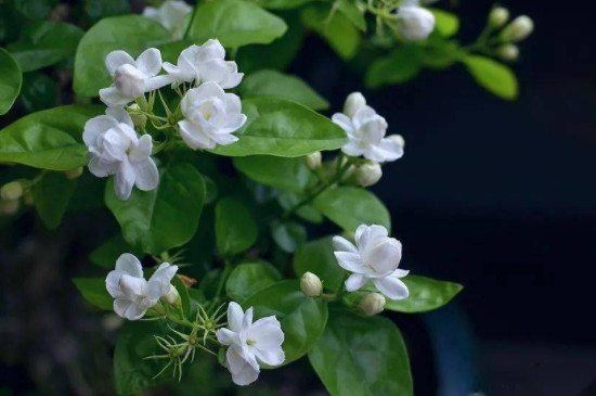 茉莉花浇水的正确方法 茉莉花浇水的正确方法