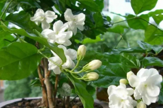 茉莉花浇水的正确方法 茉莉花浇水的正确方法