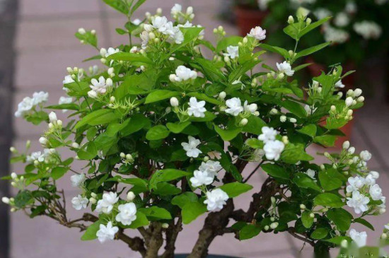 茉莉花浇水的正确方法 茉莉花浇水的正确方法